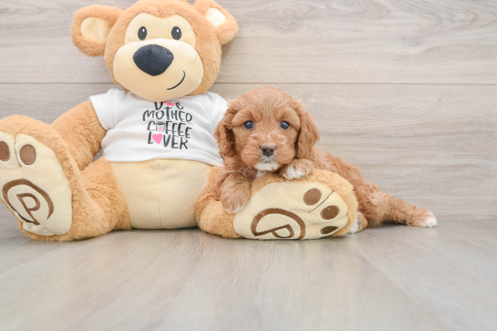 Cavapoo Puppy for Adoption