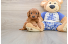 Energetic Cavoodle Poodle Mix Puppy