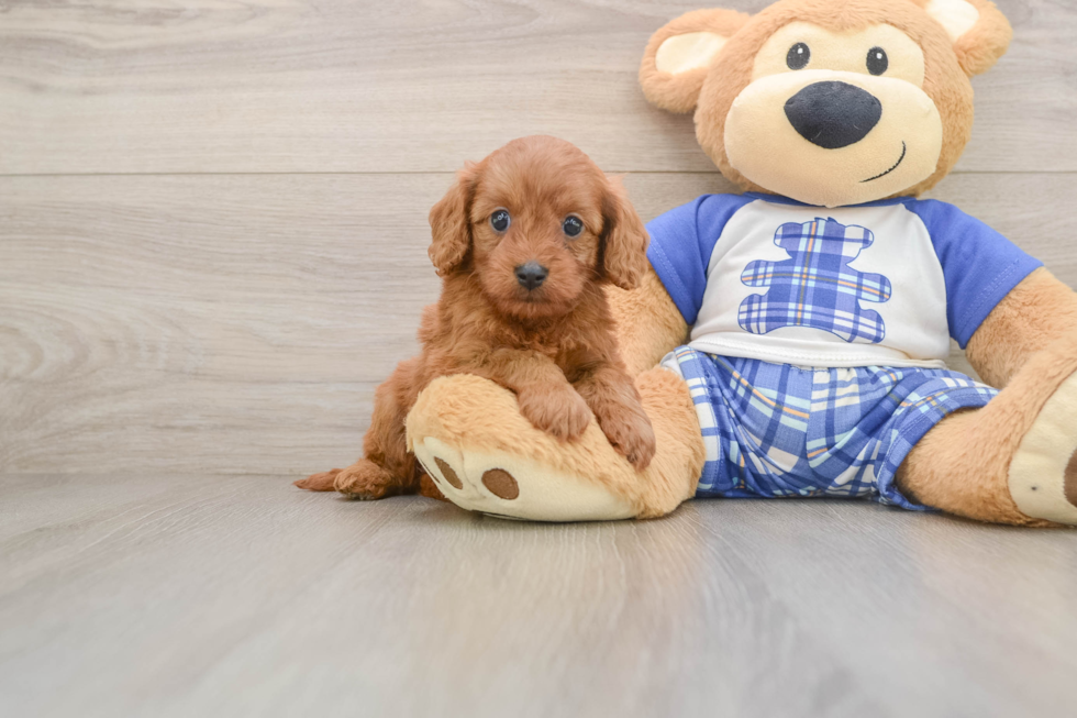 Energetic Cavoodle Poodle Mix Puppy