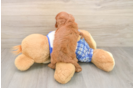 Best Cavapoo Baby