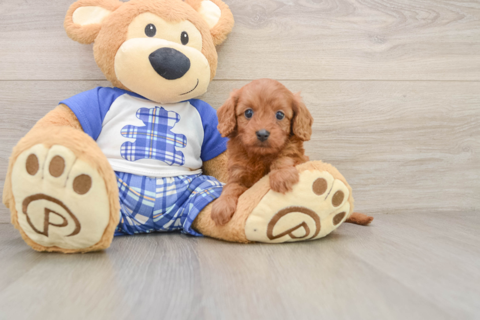 Petite Cavapoo Poodle Mix Pup