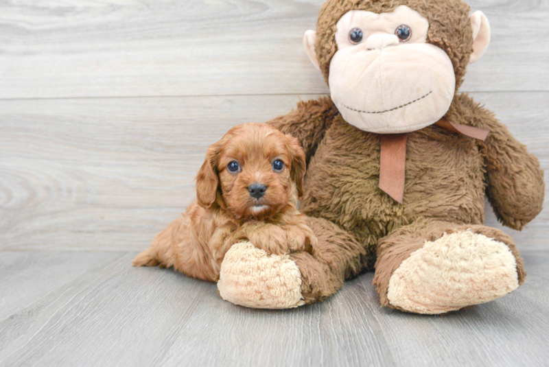 Meet Orlando - our Cavapoo Puppy Photo 1/3 - Florida Fur Babies