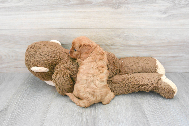Meet Orlando - our Cavapoo Puppy Photo 2/3 - Florida Fur Babies