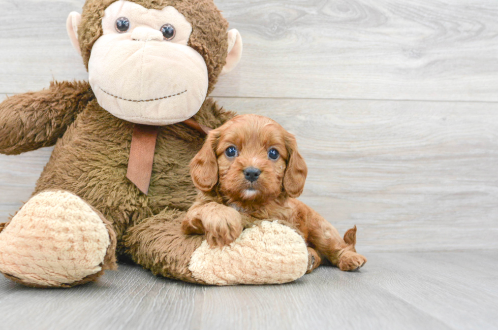 6 week old Cavapoo Puppy For Sale - Florida Fur Babies