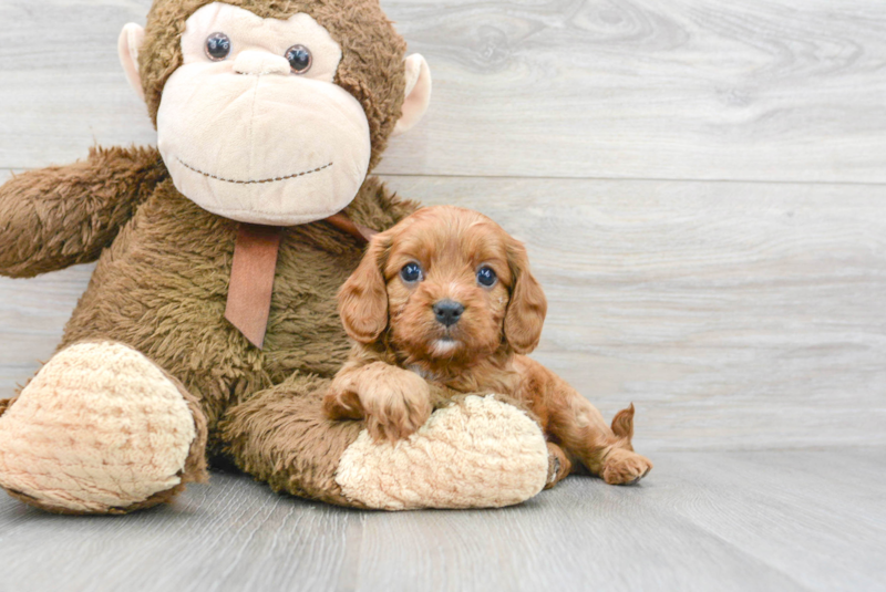 Meet Orlando - our Cavapoo Puppy Photo 3/3 - Florida Fur Babies