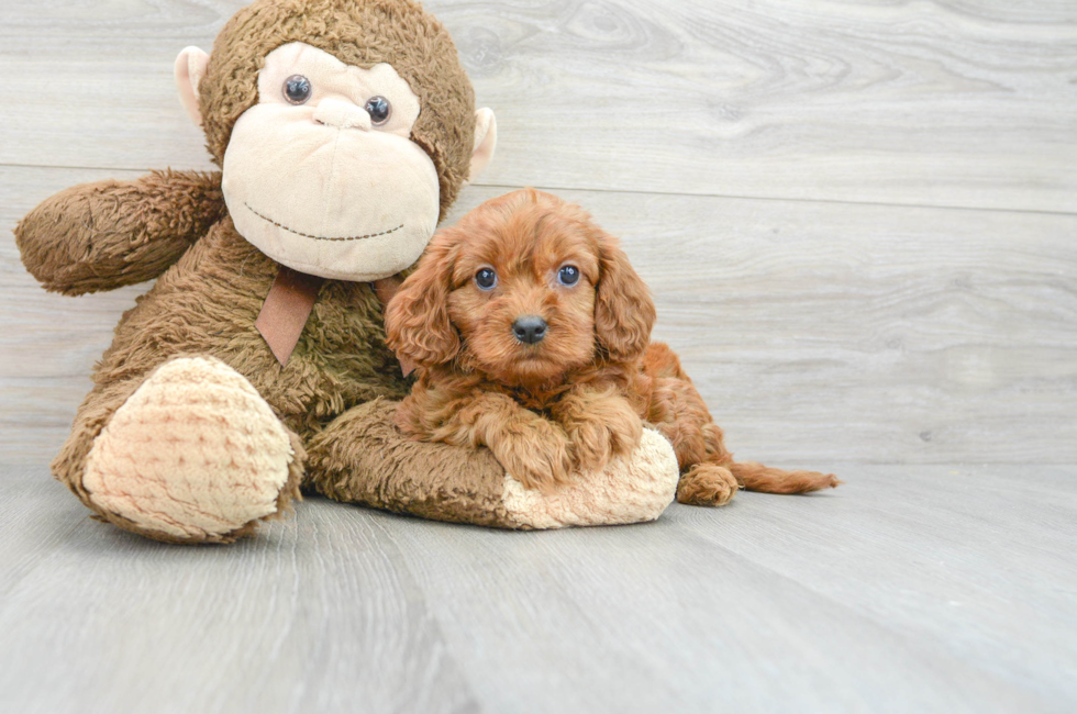 10 week old Cavapoo Puppy For Sale - Florida Fur Babies