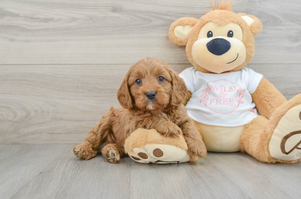 5 week old Cavapoo Puppy For Sale - Florida Fur Babies