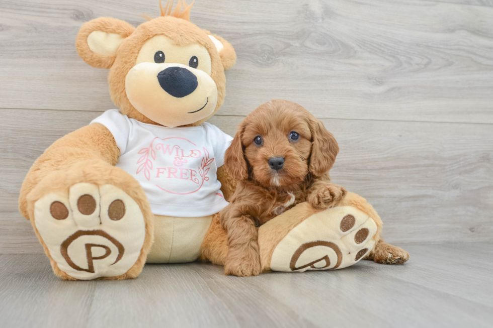 Best Cavapoo Baby