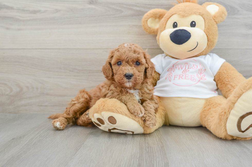 6 week old Cavapoo Puppy For Sale - Florida Fur Babies