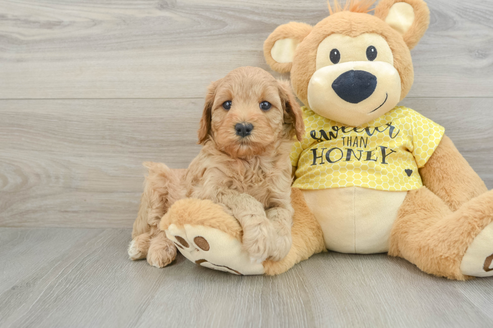 Cavapoo Pup Being Cute