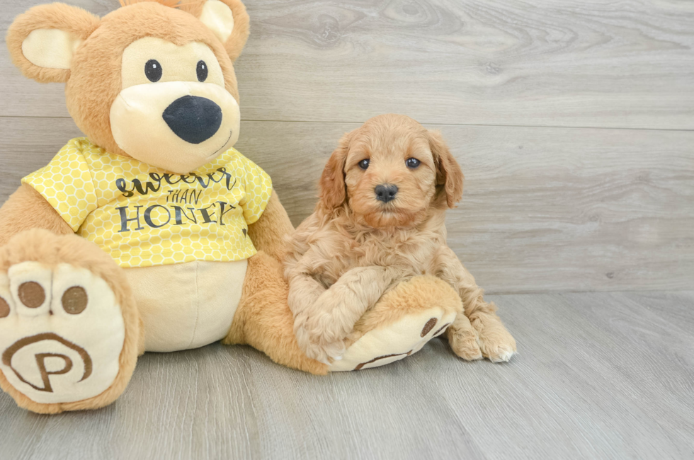 6 week old Cavapoo Puppy For Sale - Florida Fur Babies