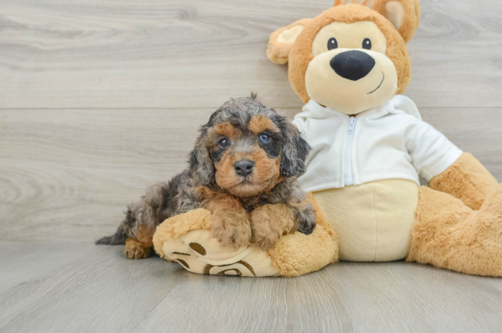 6 week old Cavapoo Puppy For Sale - Florida Fur Babies