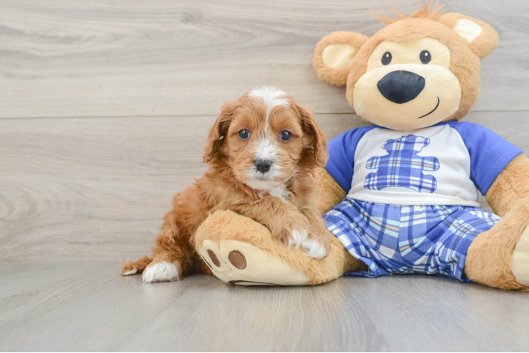 Best Cavapoo Baby