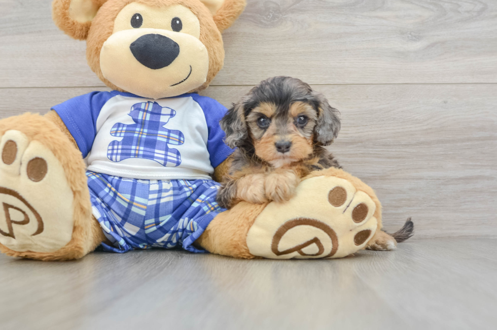7 week old Cavapoo Puppy For Sale - Florida Fur Babies