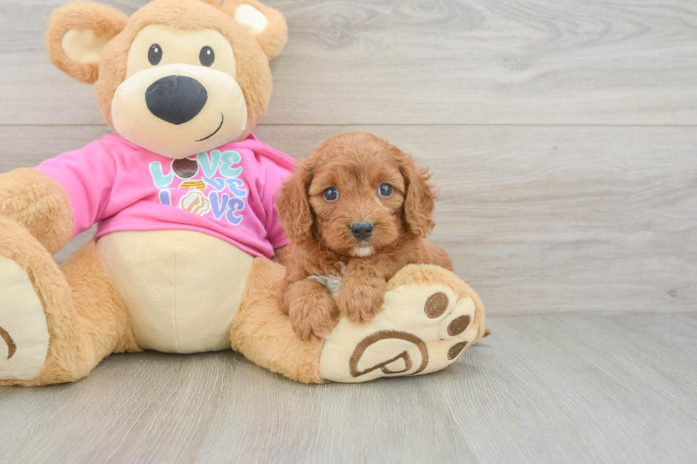 Cavapoo Puppy for Adoption