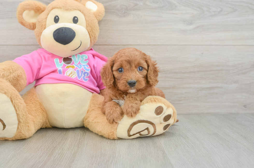 5 week old Cavapoo Puppy For Sale - Florida Fur Babies