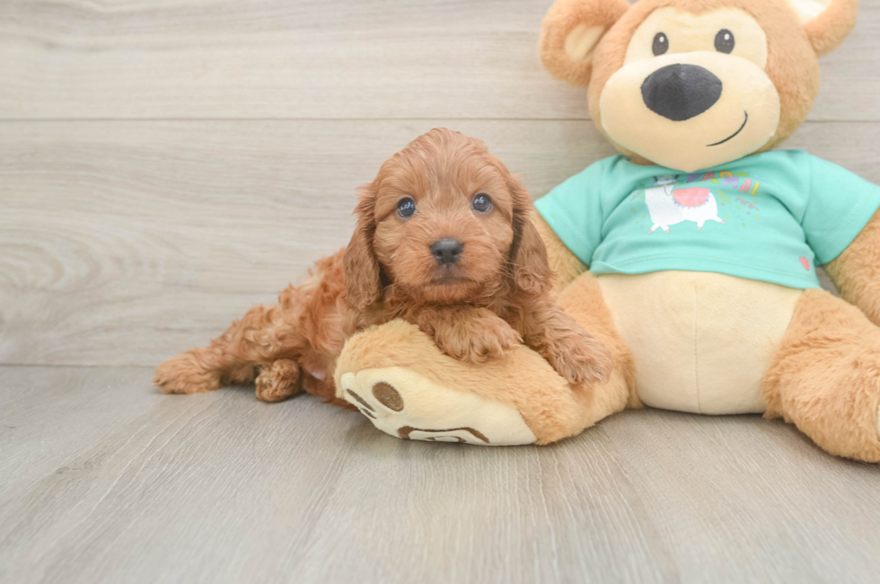 6 week old Cavapoo Puppy For Sale - Florida Fur Babies