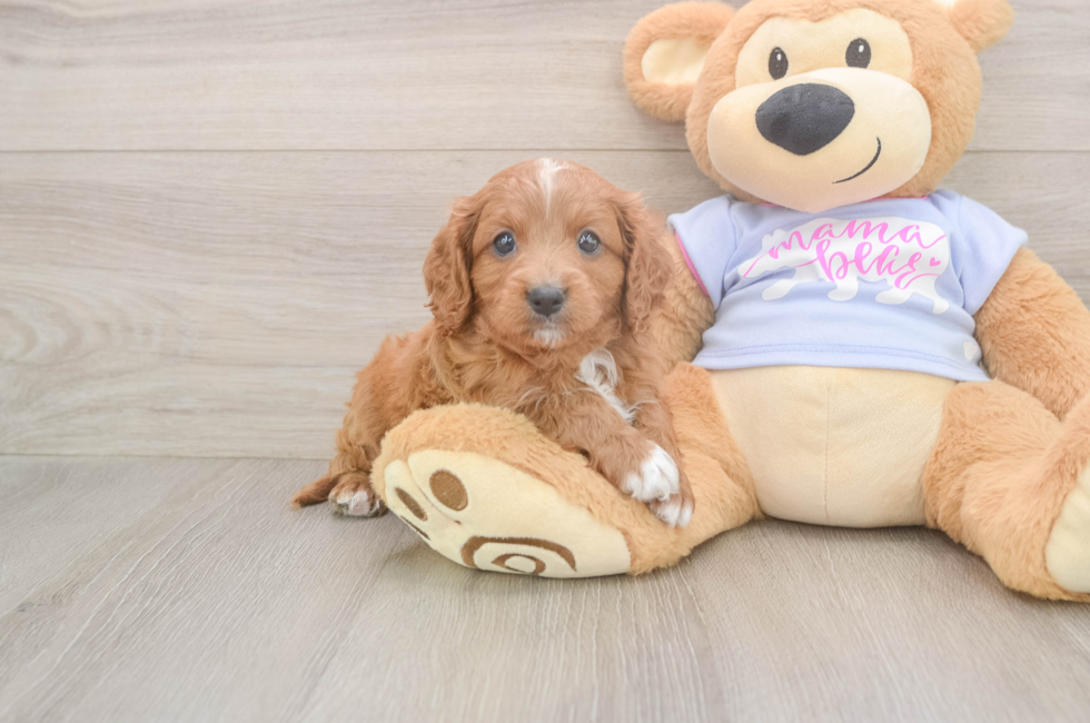 5 week old Cavapoo Puppy For Sale - Florida Fur Babies