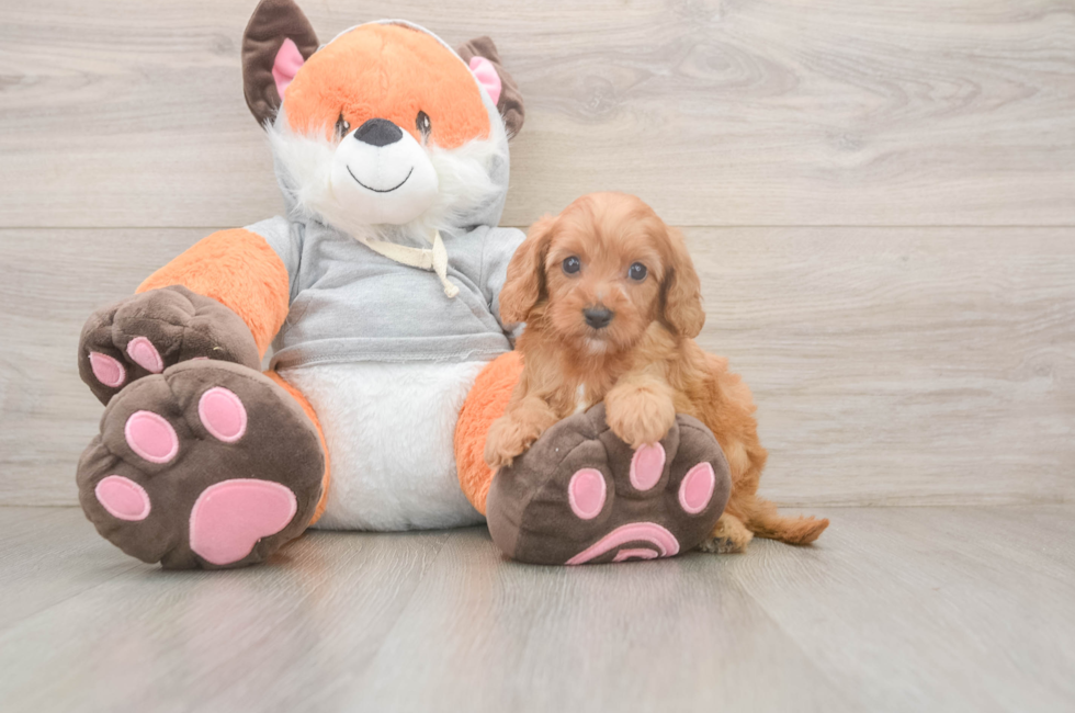 5 week old Cavapoo Puppy For Sale - Florida Fur Babies