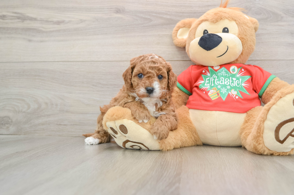 5 week old Cavapoo Puppy For Sale - Florida Fur Babies
