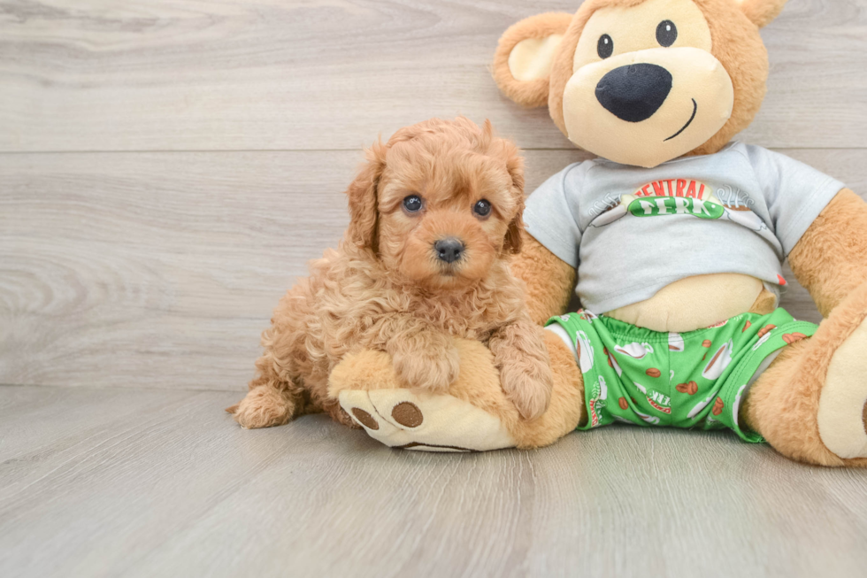 Cavapoo Puppy for Adoption