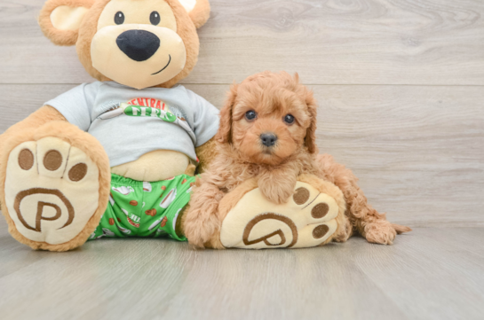 Cavapoo Puppy for Adoption