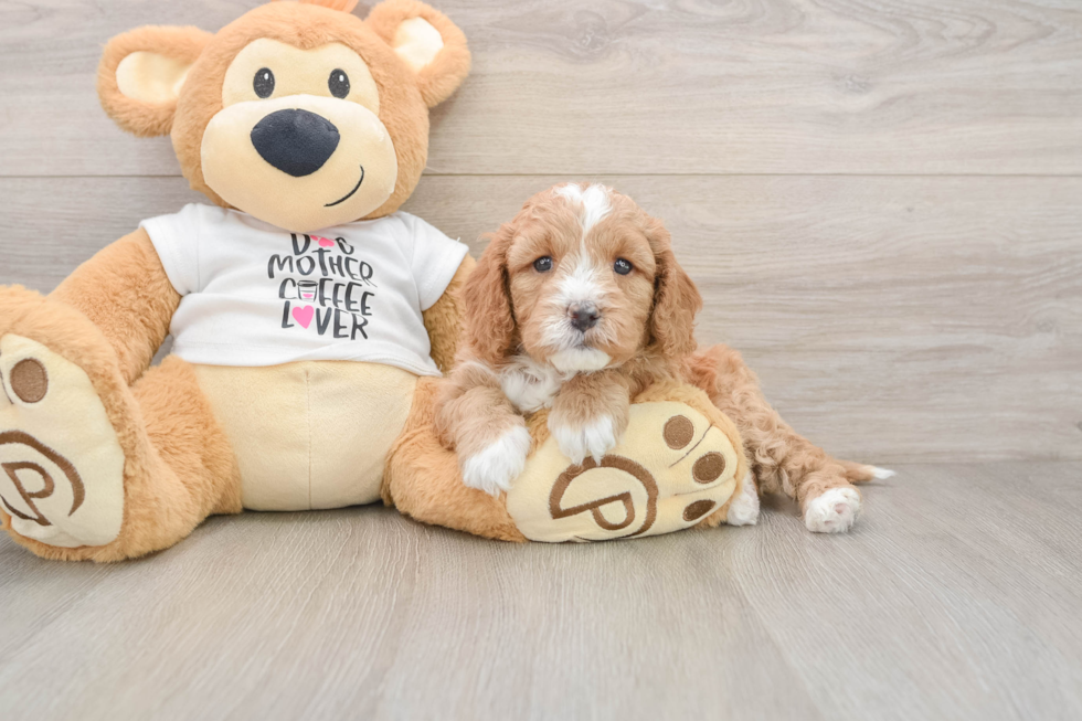 Cavapoo Puppy for Adoption