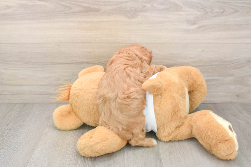 Friendly Cavapoo Baby