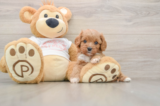 Little Cavipoo Poodle Mix Puppy
