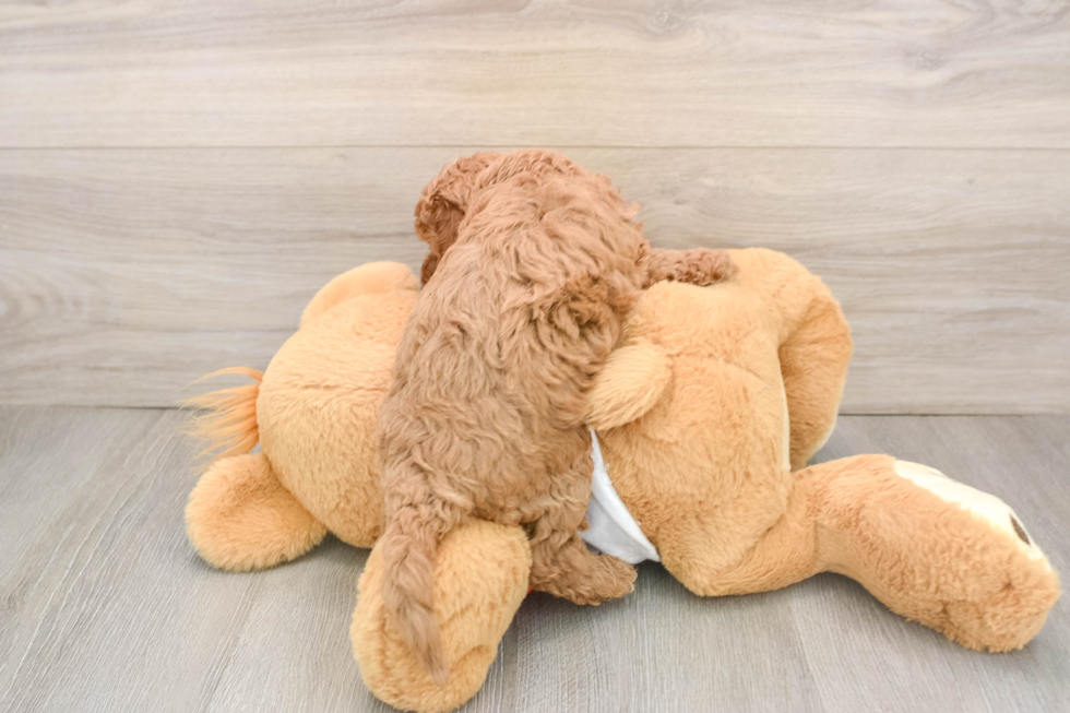 Fluffy Cavapoo Poodle Mix Pup