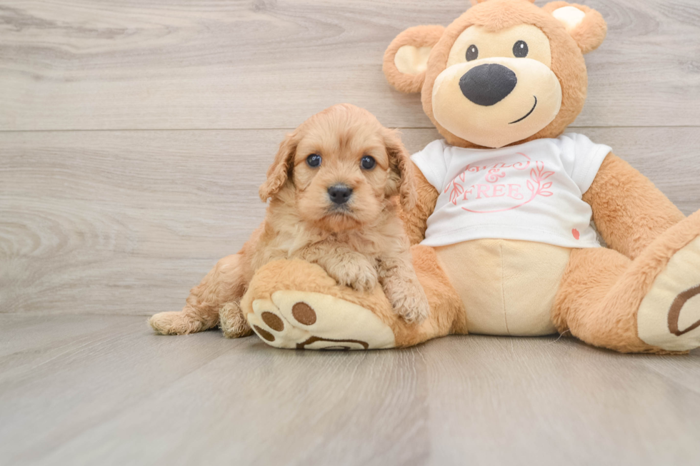 Best Cavapoo Baby