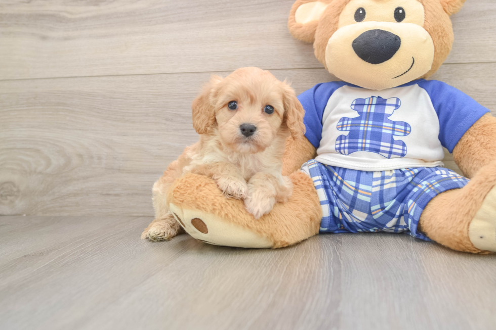 Cavapoo Puppy for Adoption