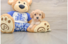 Small Cavapoo Baby