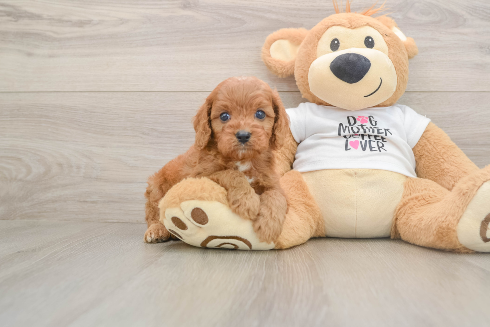Cavapoo Pup Being Cute