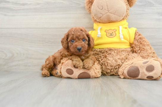 Adorable Cavalier King Charles Spaniel and Poodle Mix Poodle Mix Puppy