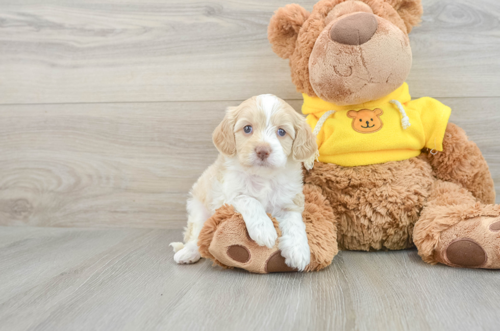 7 week old Cavapoo Puppy For Sale - Florida Fur Babies