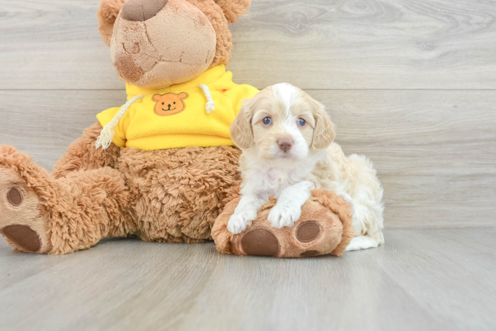 Cavapoo Pup Being Cute