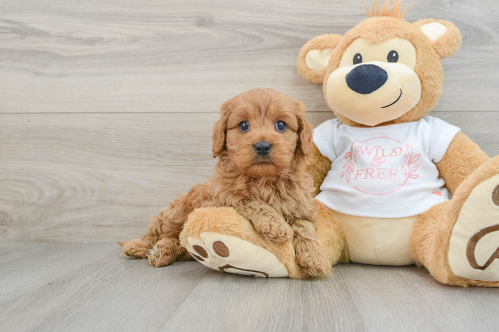 Cavapoo Pup Being Cute