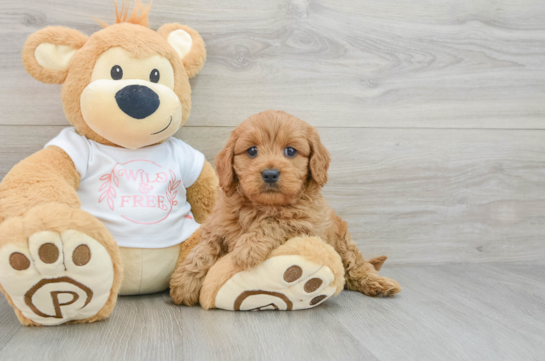 Best Cavapoo Baby