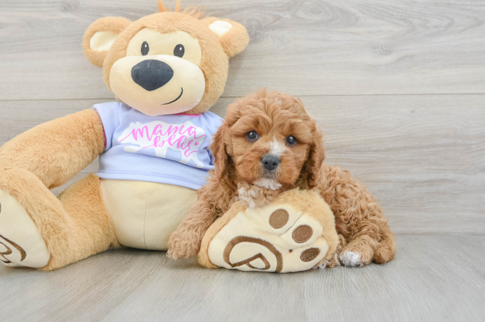 6 week old Cavapoo Puppy For Sale - Florida Fur Babies