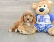 8 week old Cavapoo Puppy For Sale - Florida Fur Babies