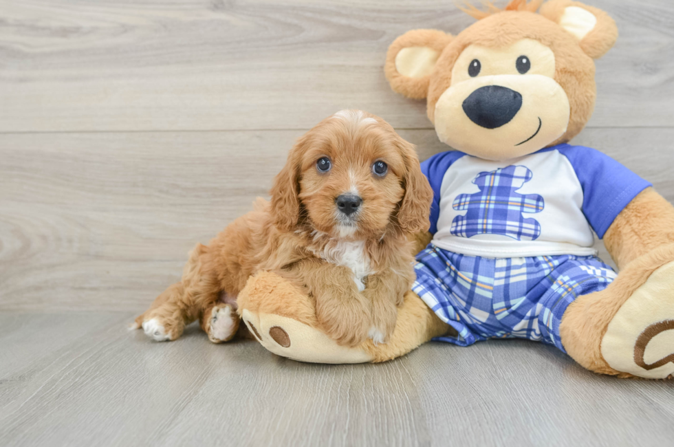 5 week old Cavapoo Puppy For Sale - Florida Fur Babies