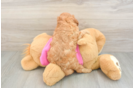 Hypoallergenic Cavadoodle Poodle Mix Puppy