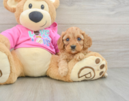 8 week old Cavapoo Puppy For Sale - Florida Fur Babies