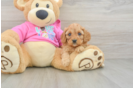Hypoallergenic Cavadoodle Poodle Mix Puppy