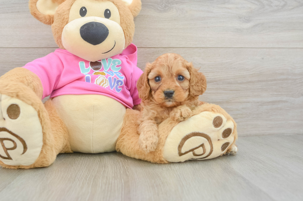 5 week old Cavapoo Puppy For Sale - Florida Fur Babies