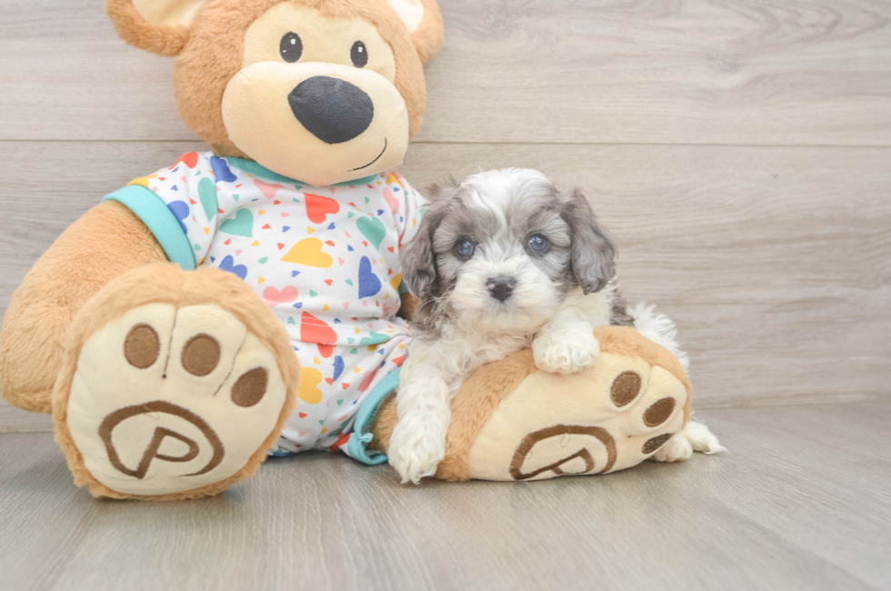 5 week old Cavapoo Puppy For Sale - Florida Fur Babies