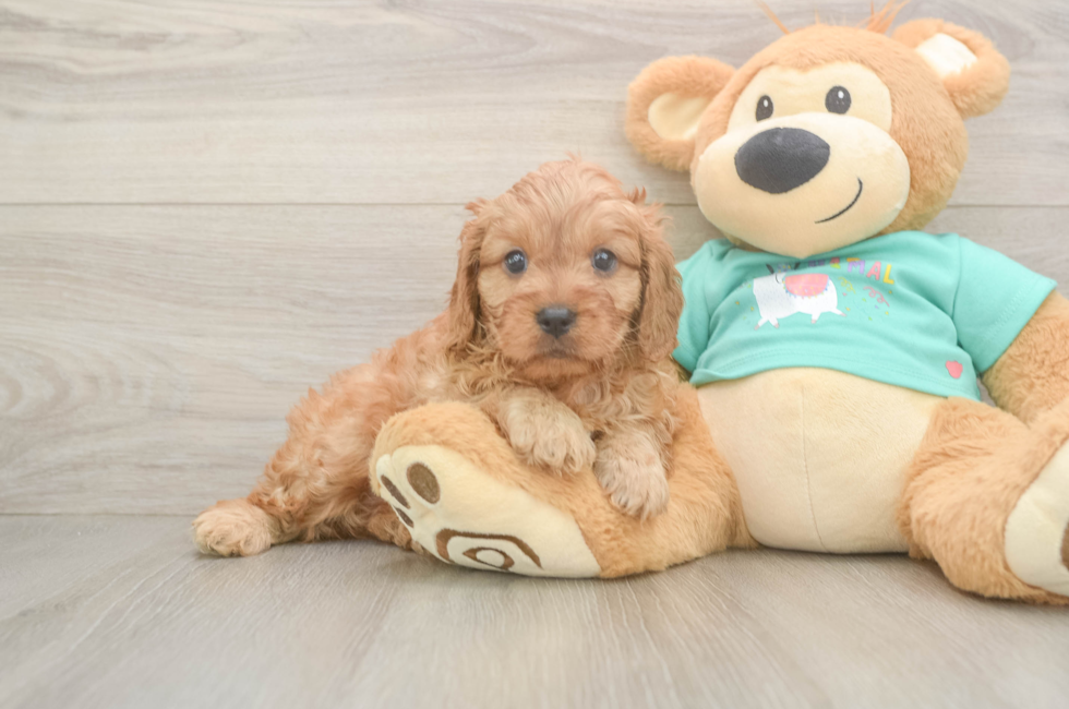 6 week old Cavapoo Puppy For Sale - Florida Fur Babies