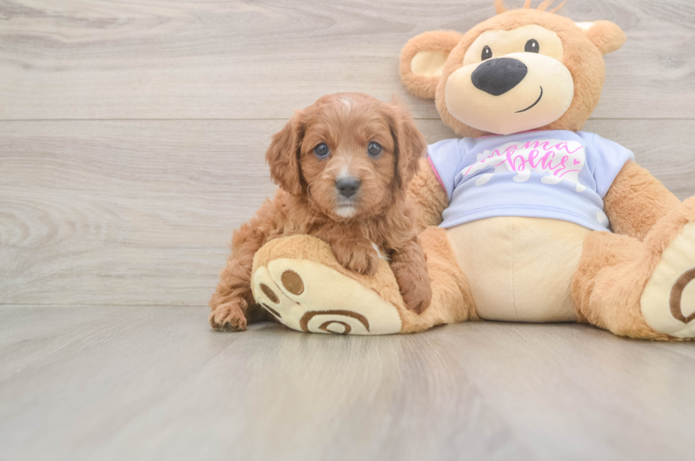 5 week old Cavapoo Puppy For Sale - Florida Fur Babies