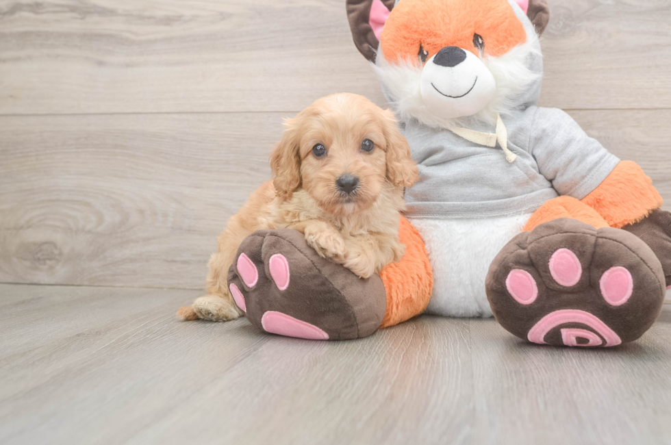 5 week old Cavapoo Puppy For Sale - Florida Fur Babies